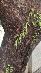 Tracheophyta