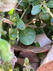 Eurytetranychus buxi