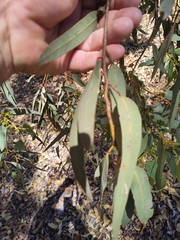Eucalyptus accedens