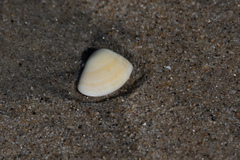 Donacidae