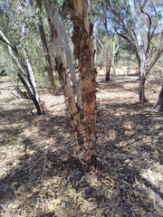 Eucalyptus accedens
