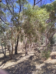 Eucalyptus accedens