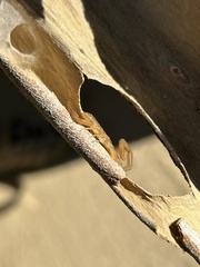 Centruroides exilicauda