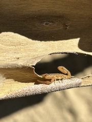 Centruroides exilicauda