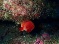 Halocynthia papillosa
