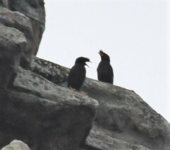 Acridotheres grandis