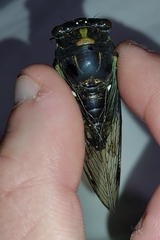 Neotibicen lyricen engelhardti
