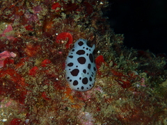 Peltodoris atromaculata