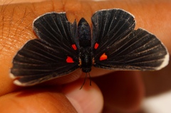 Melanis acroleuca acroleuca