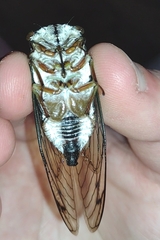 Neotibicen lyricen engelhardti
