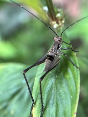 Nisitrus