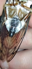 Neotibicen lyricen engelhardti
