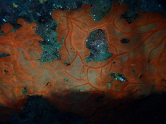 Spirastrella cunctatrix