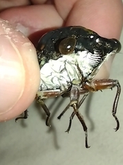 Neotibicen lyricen engelhardti