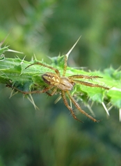 Neoscona adianta