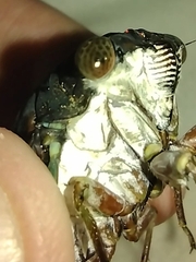 Neotibicen lyricen engelhardti