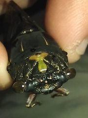 Neotibicen lyricen engelhardti