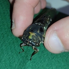 Neotibicen lyricen engelhardti