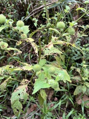 Hyptis capitata