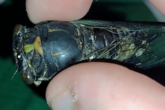 Neotibicen lyricen engelhardti