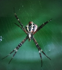 Argiope picta