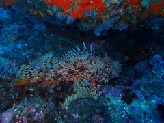 Scorpaena scrofa