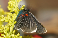 Melanis acroleuca acroleuca