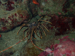 Palinurus elephas