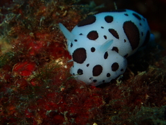 Peltodoris atromaculata