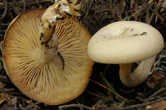 Clitocybe glacialis