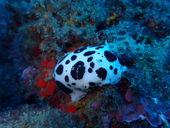 Peltodoris atromaculata