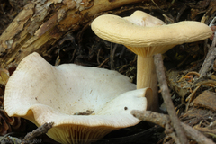 Clitocybe glacialis