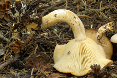 Clitocybe glacialis