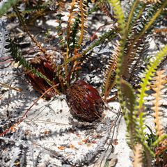 Banksia obtusa