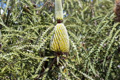 Banksia speciosa