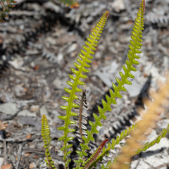 Banksia obtusa