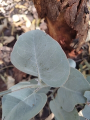 Eucalyptus accedens