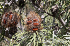 Banksia speciosa