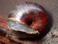 Helminthoglypta arrosa