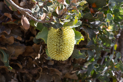Banksia lemanniana