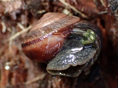 Helminthoglypta arrosa