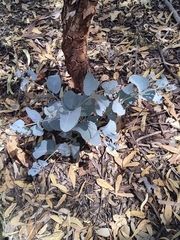 Eucalyptus accedens