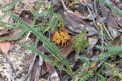 Banksia obtusa