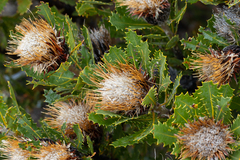 Banksia heliantha