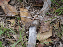 Diporiphora