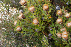 Banksia heliantha
