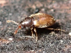Atomaria