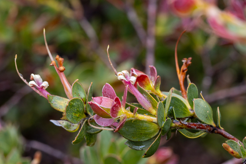 Adenanthos venosus (Adenanthos venosus)
