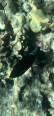 Melichthys vidua