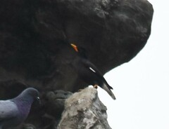 Acridotheres grandis